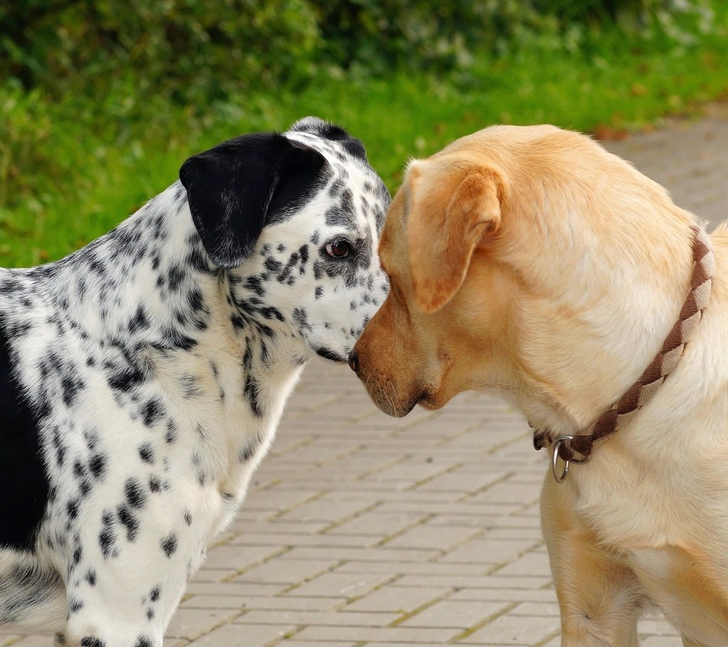 Burnu Burnuna Duruşan Dalmaçyalı ve Sarı Labrador Köpeği Dostluk Anı