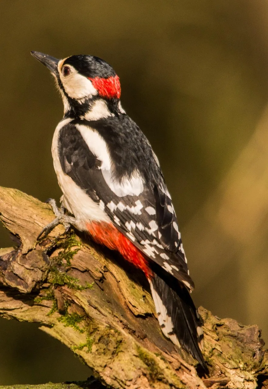 Büyük benekli ağaçkakan - orman kuşu fotoğrafı