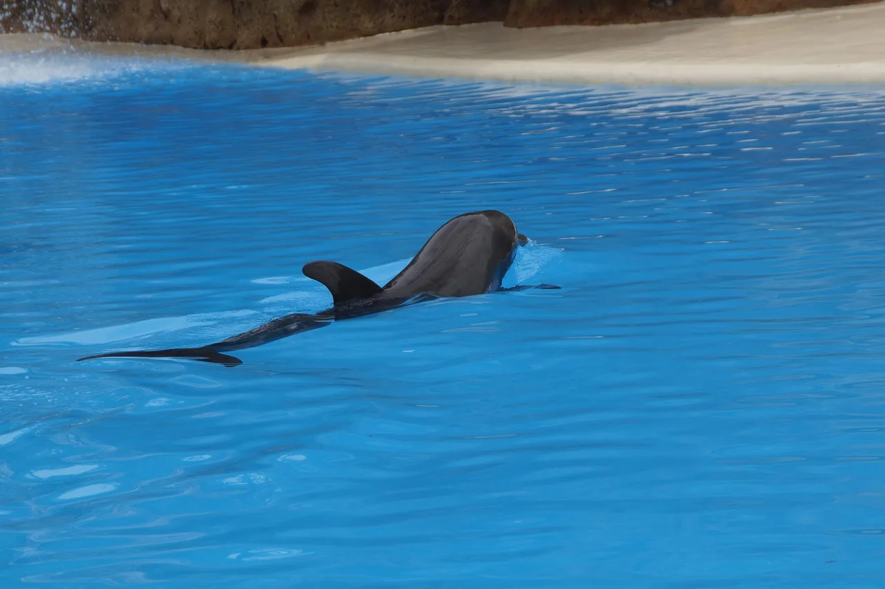 Büyük burunlu delfin havuzda yüzüyor su altı dünyası