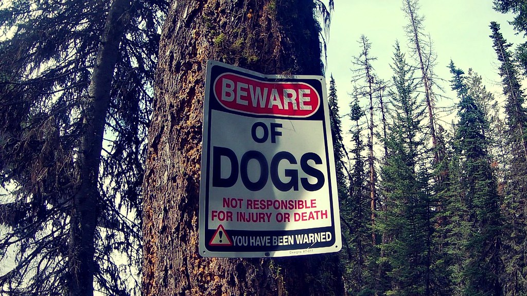 Büyük Çam Ağacına Asılı Beware of Dogs Levhası ve Doğal Orman Manzarası