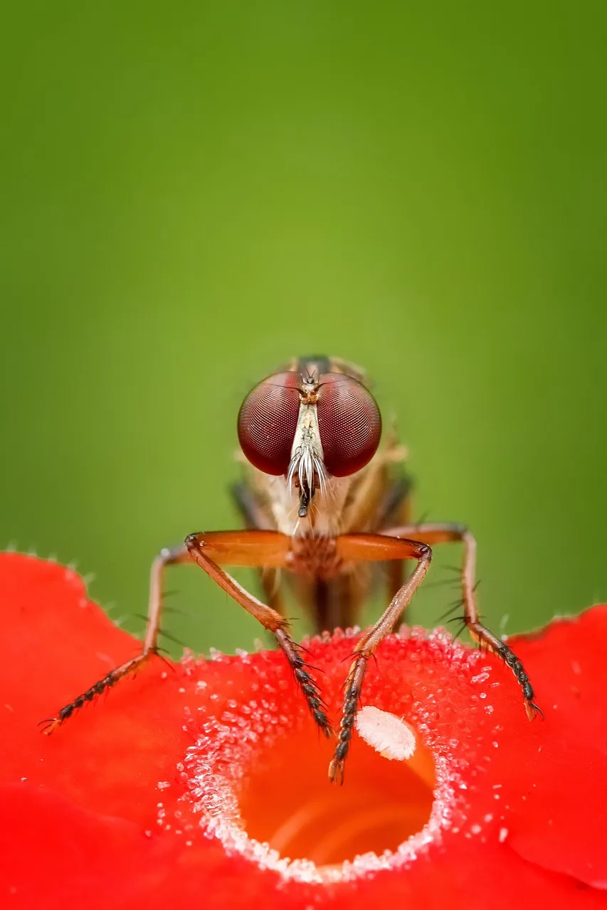 Büyük gözlü soğancı sinek makro fotoğrafı Büyük gözlü soğancı sinek makro fotoğrafı