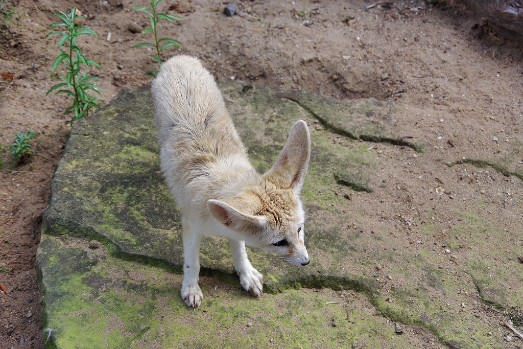 Büyük Kulaklı Çöl Tilkisi Fennec Doğal Ortamında Yürüyüş Halinde