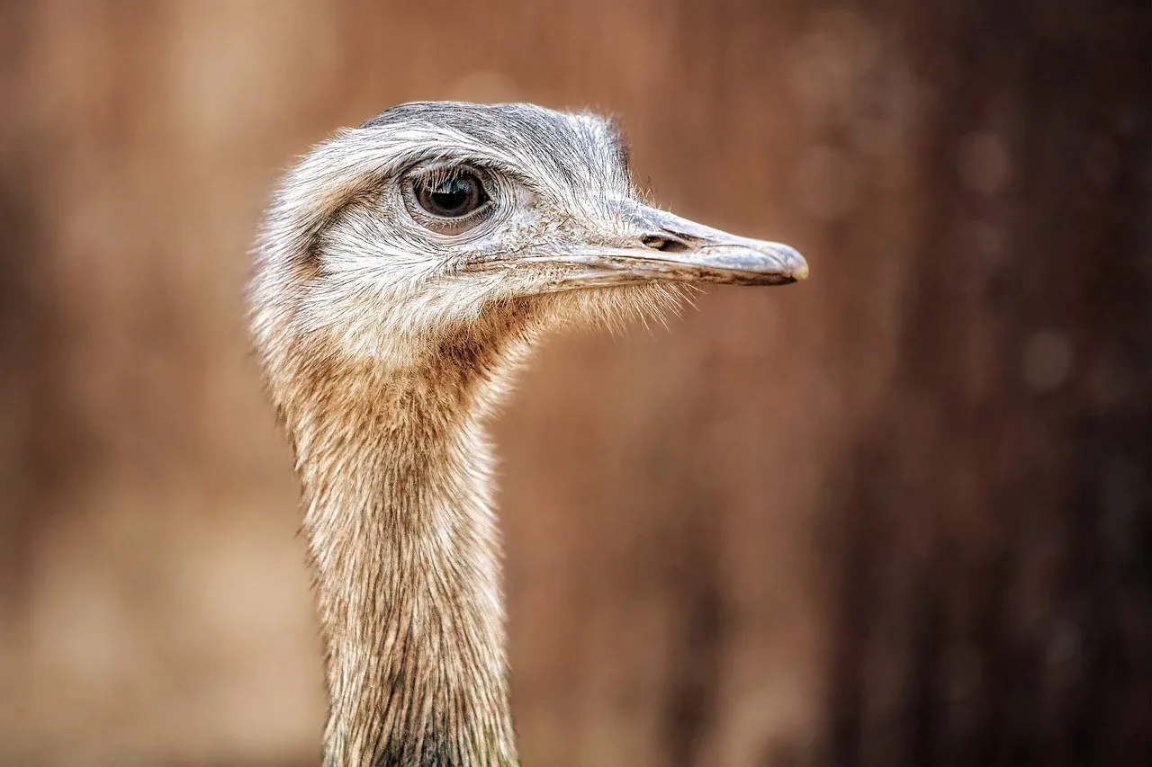 Büyük rhea kuşu baş yakın çekim - tüy detayları