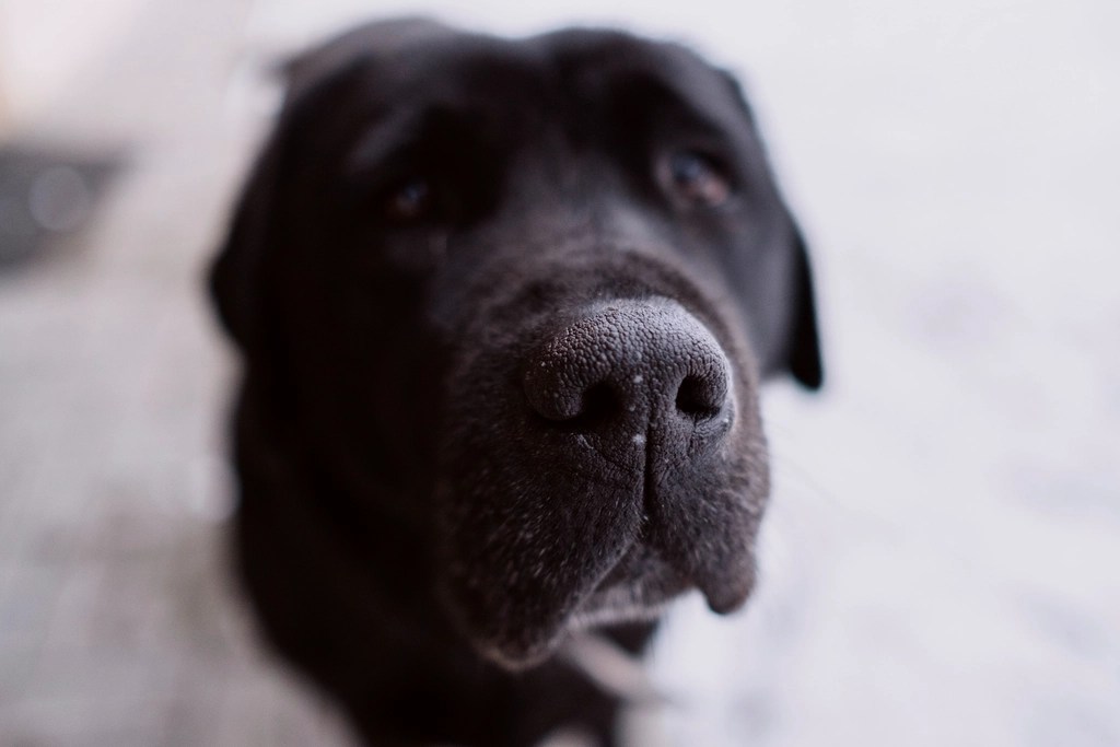 Büyük Siyah Köpeğin Duygusal Bakışlarını Yansıtan Yakın Çekim Portre