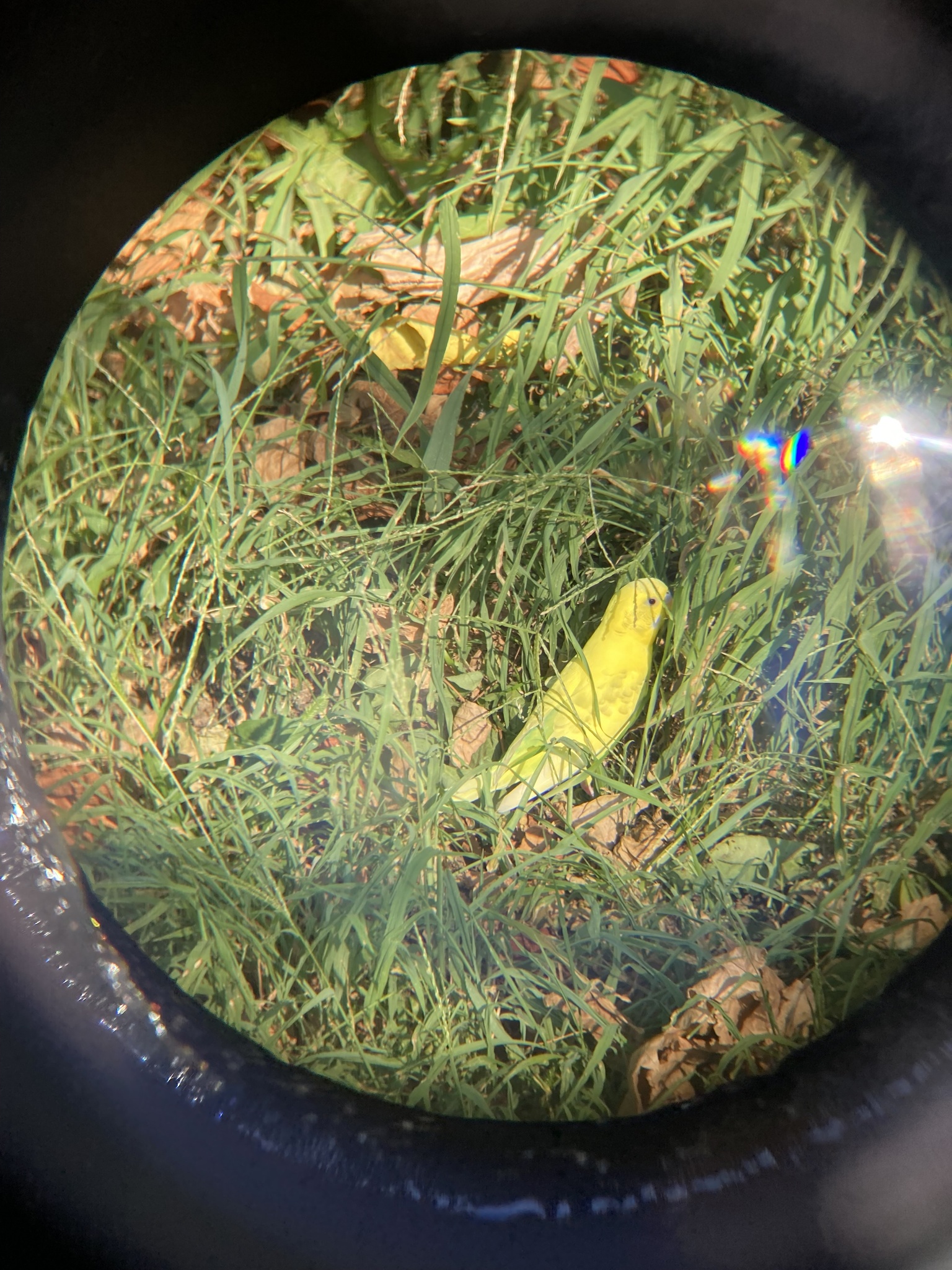 Büyüteç Merceğinden Görünen Çimenlikteki Parlak Sarı Muhabbet Kuşu