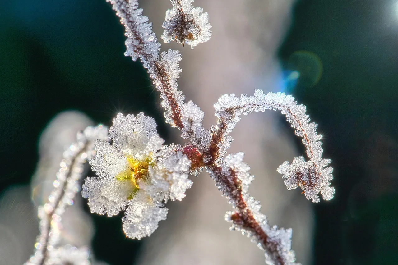 Buz kristali çiçek makro fotoğrafı - kış güzelliği
