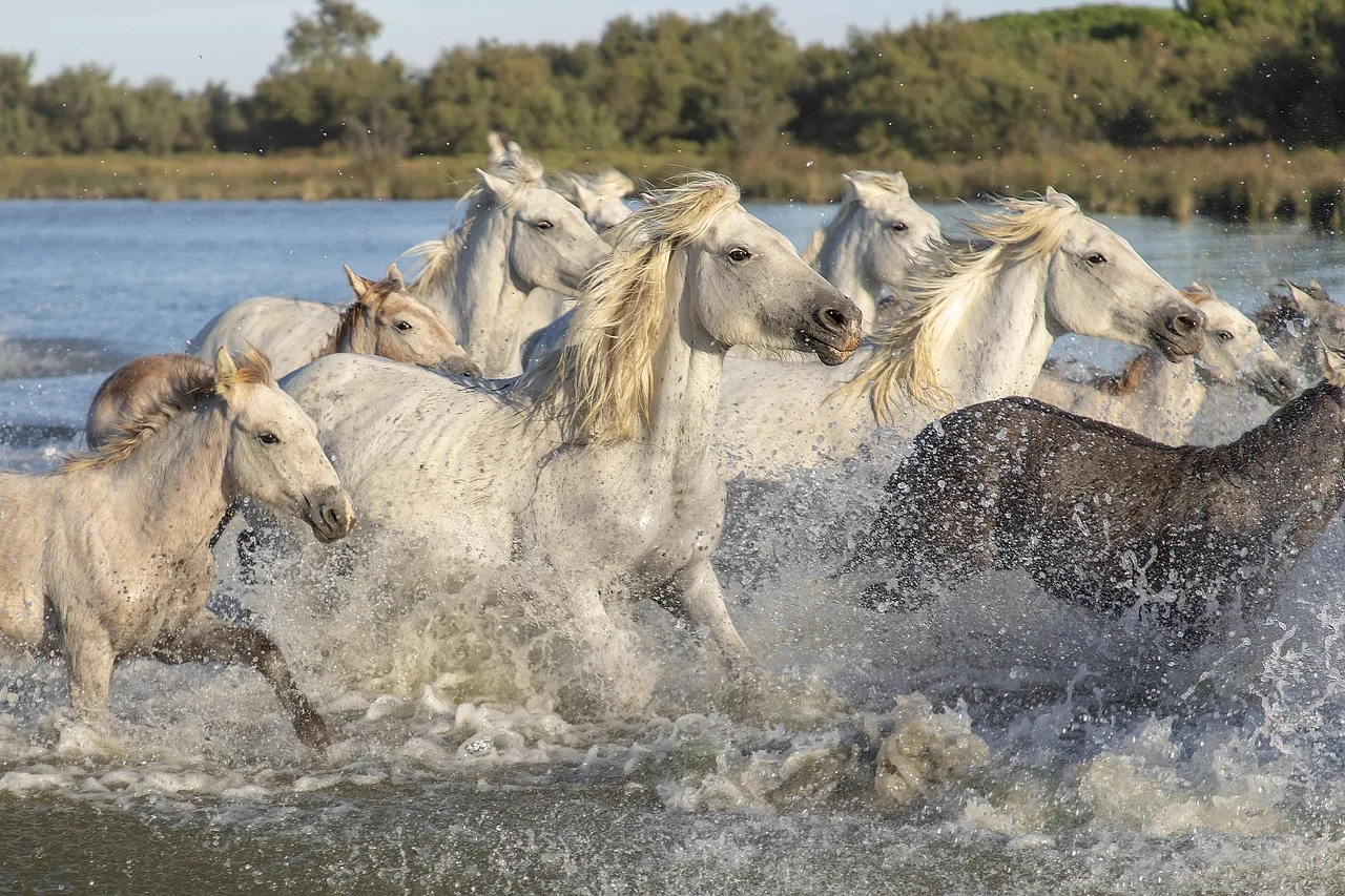 Camargue atları doğada genç tayları