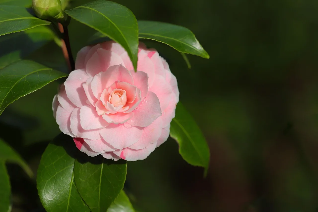 Camellia çiçeği bahar ortasında - pembe çiçek Camellia çiçeği bahar ortasında - pembe çiçek