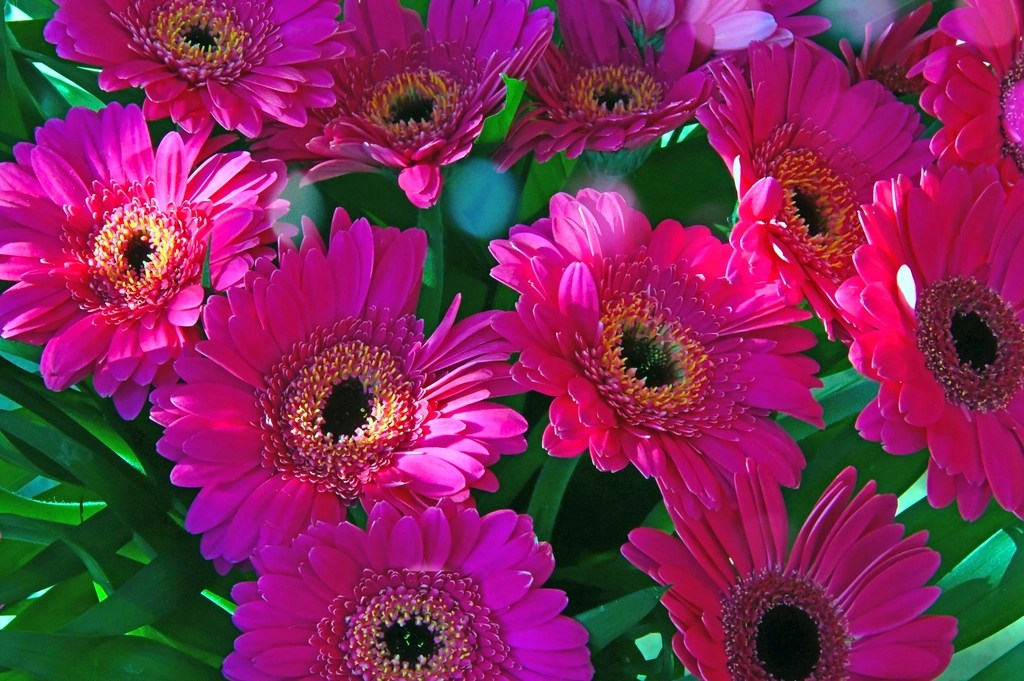 Canlı Pembe Gerbera Çiçeklerinin Yakın Çekim Doğa Fotoğrafı