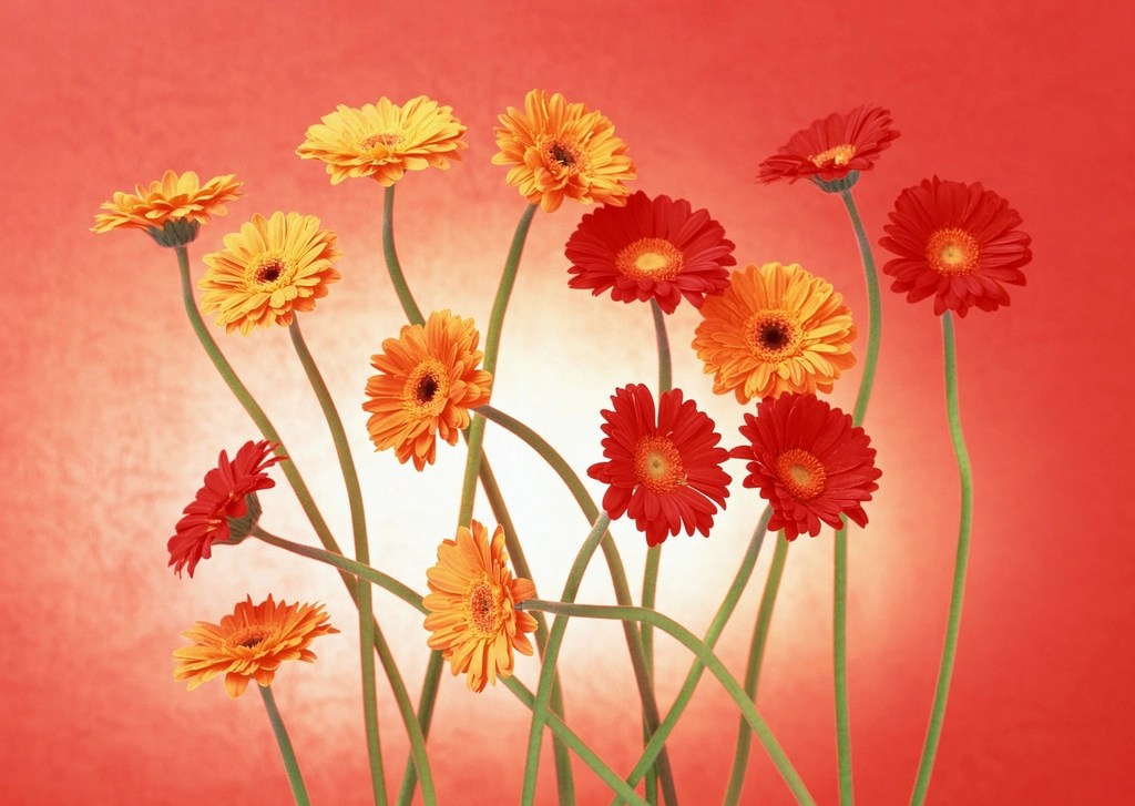Canlı Renklerde Gerbera Papatyaları: Kırmızı ve Turuncu Çiçek Aranjmanı