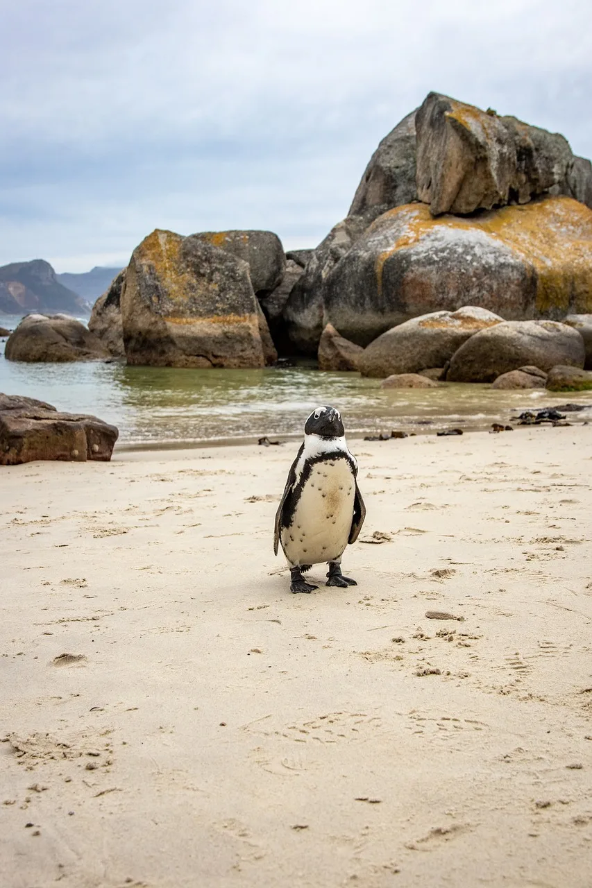 Cape Town boulders kıyısında Afrika pengueni