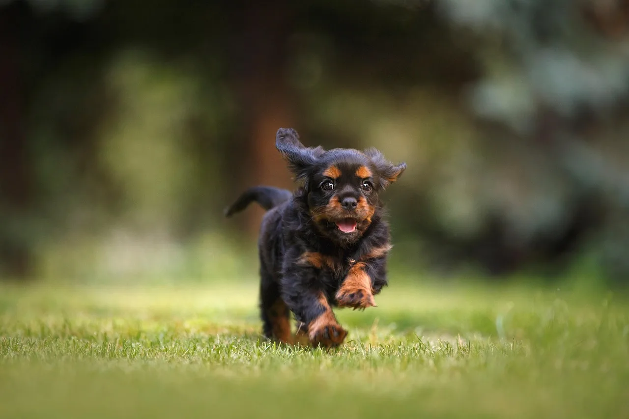 Cavalier yavru köpek koşu anı - neşeli açık alan