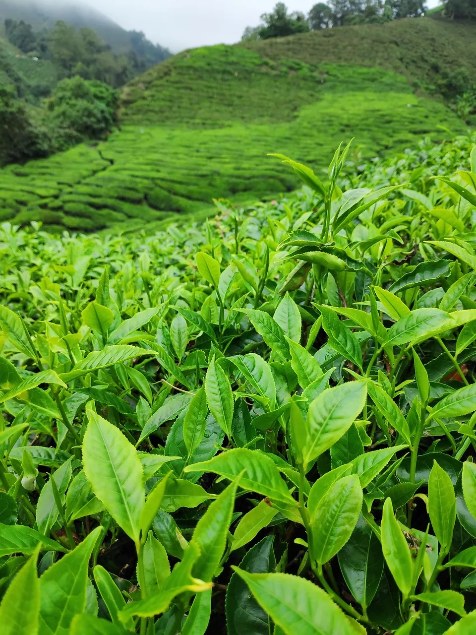 Çay bahçesi yeşil doğa manzaralı fotoğraf