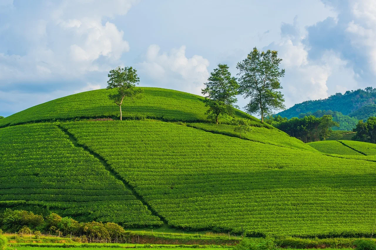 Çay plantasyonu yamaçları - yeşil kırsal manzara