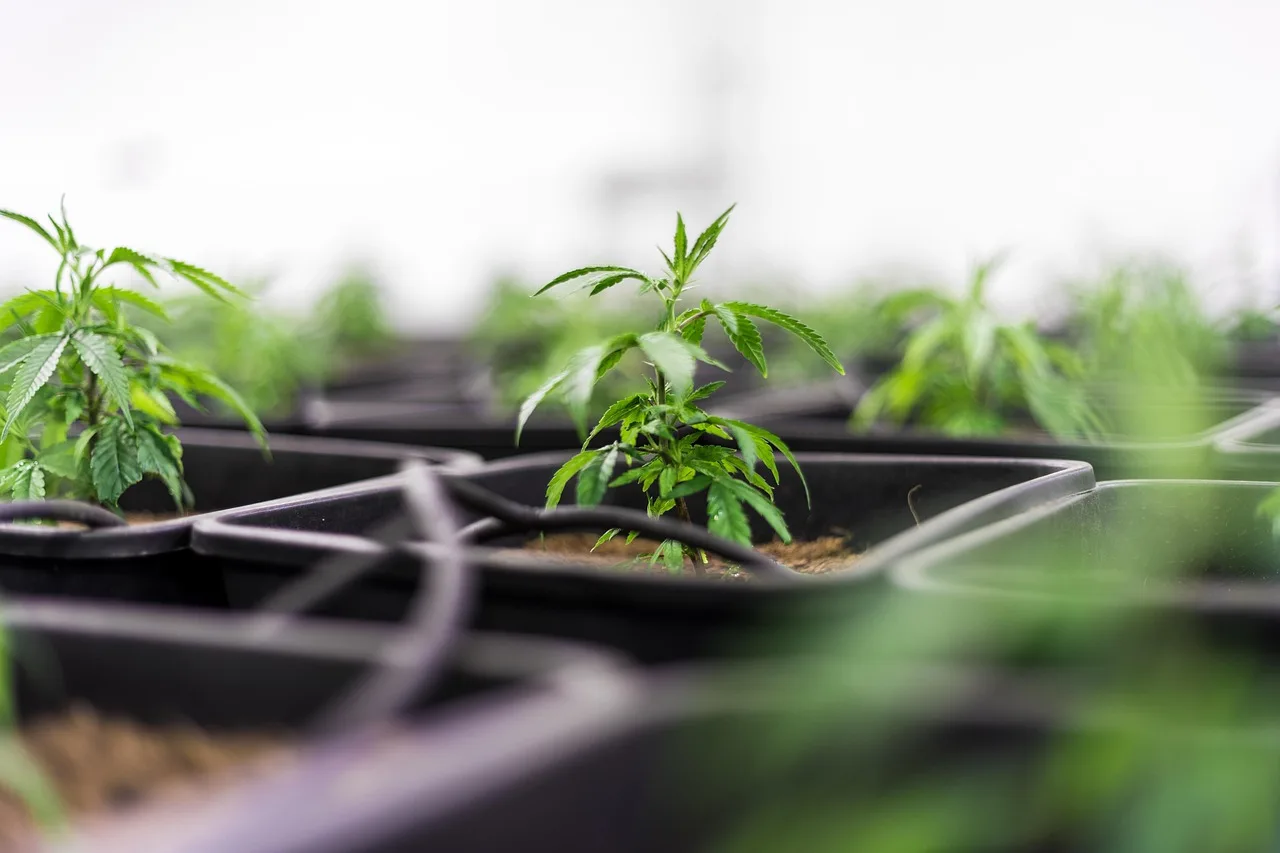 CBD kenevir çiçeği - doğal tıbbi bitki