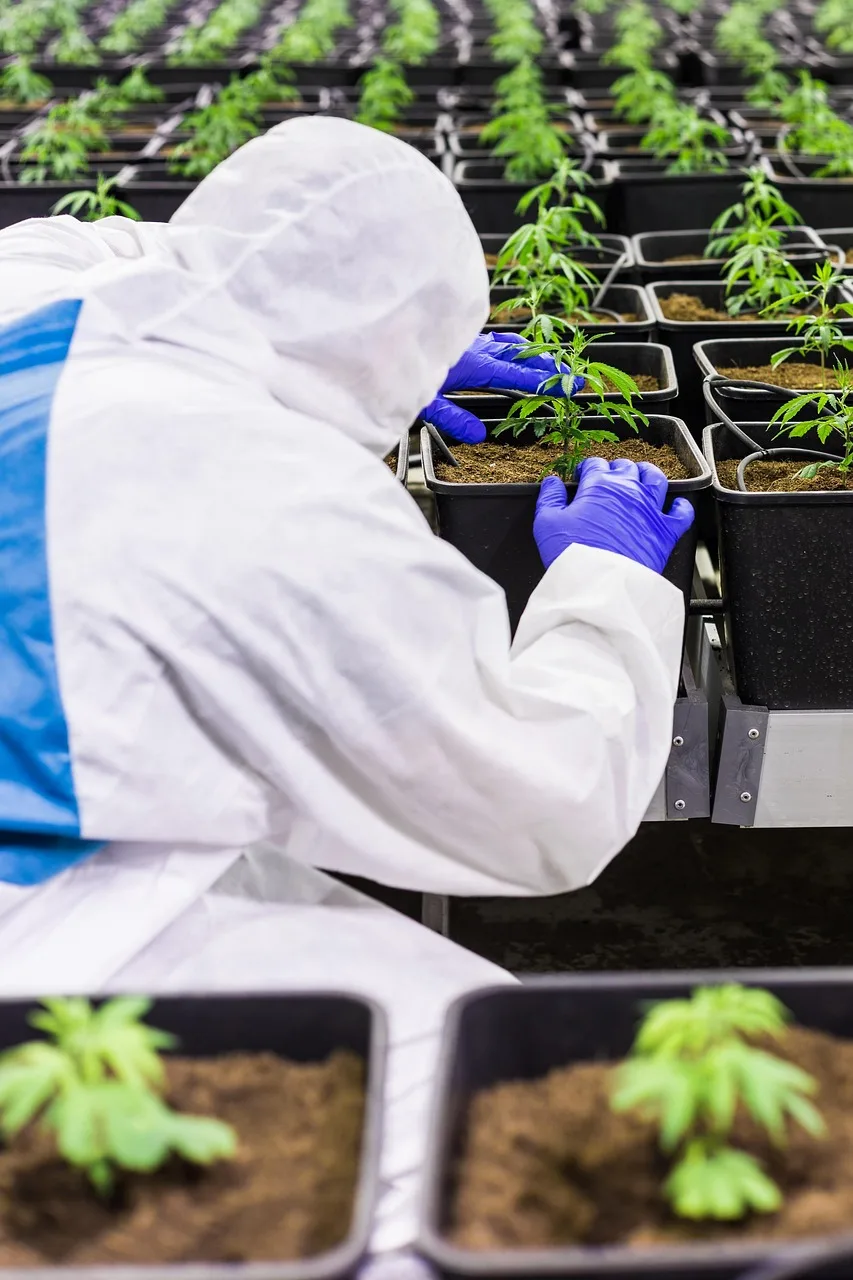 CBD'li kenevir çiçeği - doğal bitki fotoğrafı