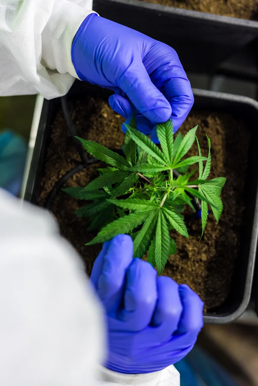 Cbd yağlı doğal çiçek tarlası - şifalı bitkiler