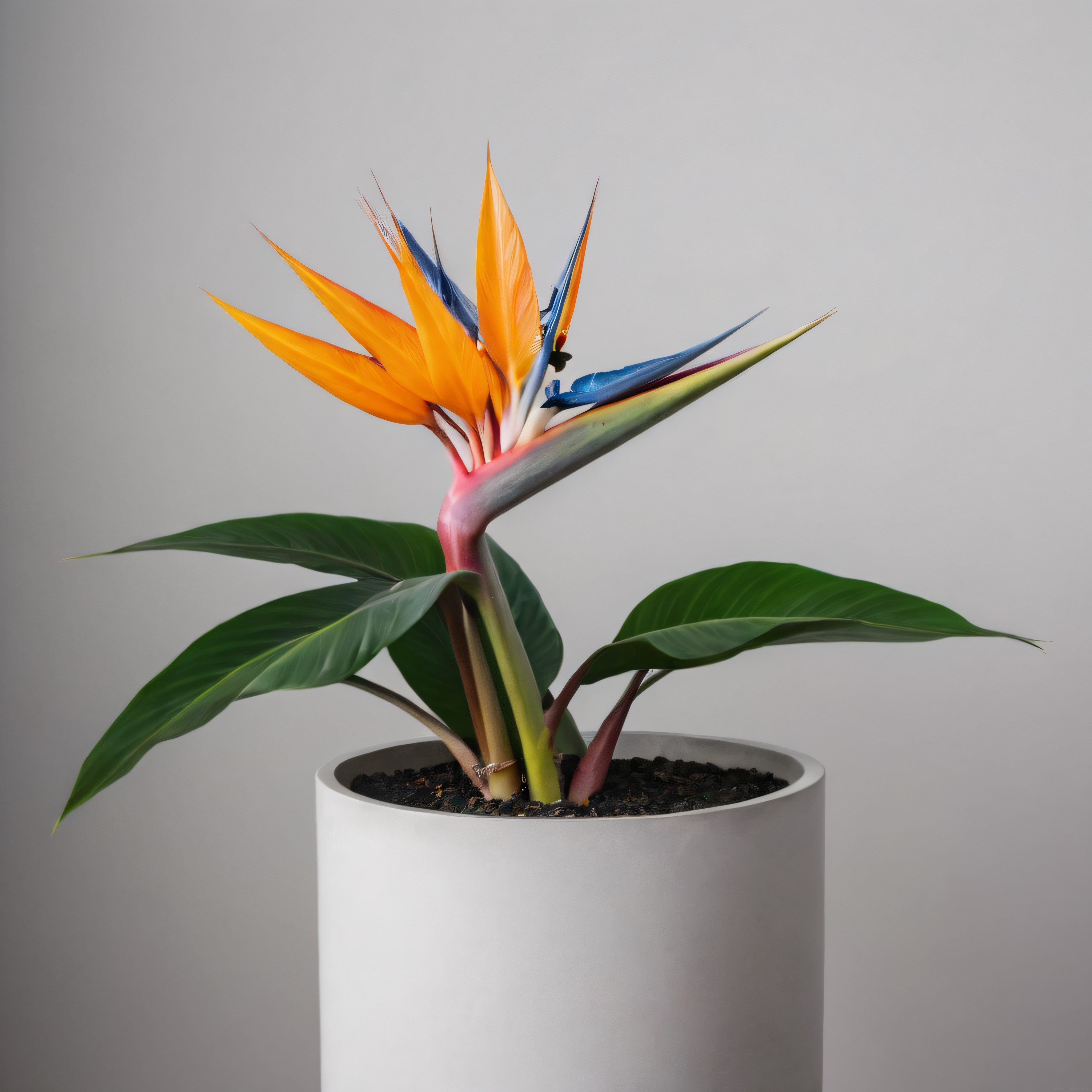 Cennet Kuşu Çiçeği: Beyaz Saksıda Minimalist ve Canlı Strelitzia Dekoru