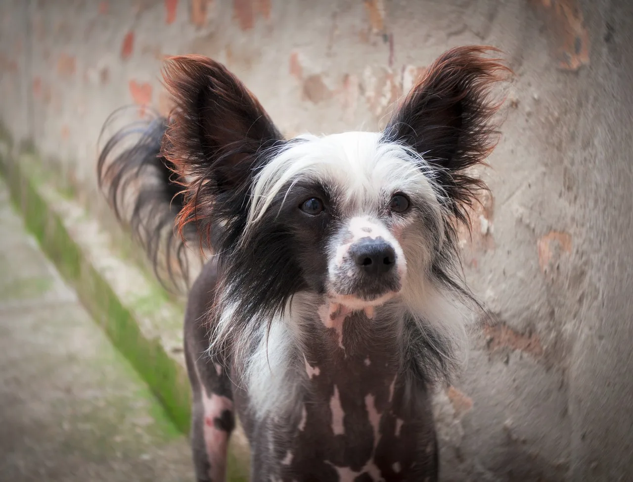 Chinese crested yavru köpek portresi - tüysüz sevimli