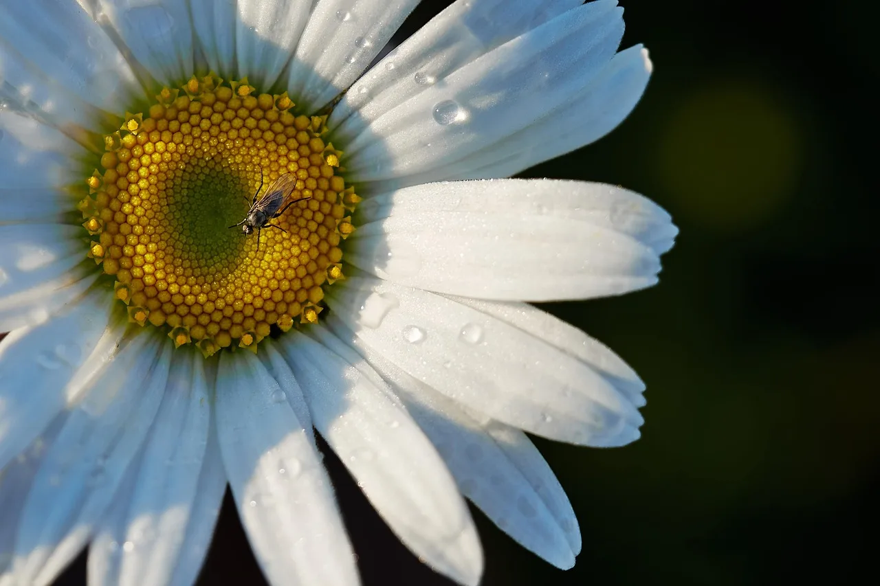 Çiçek bahçesi marguerite çiçek duvar kağıdı Çiçek bahçesi marguerite çiçek duvar kağıdı