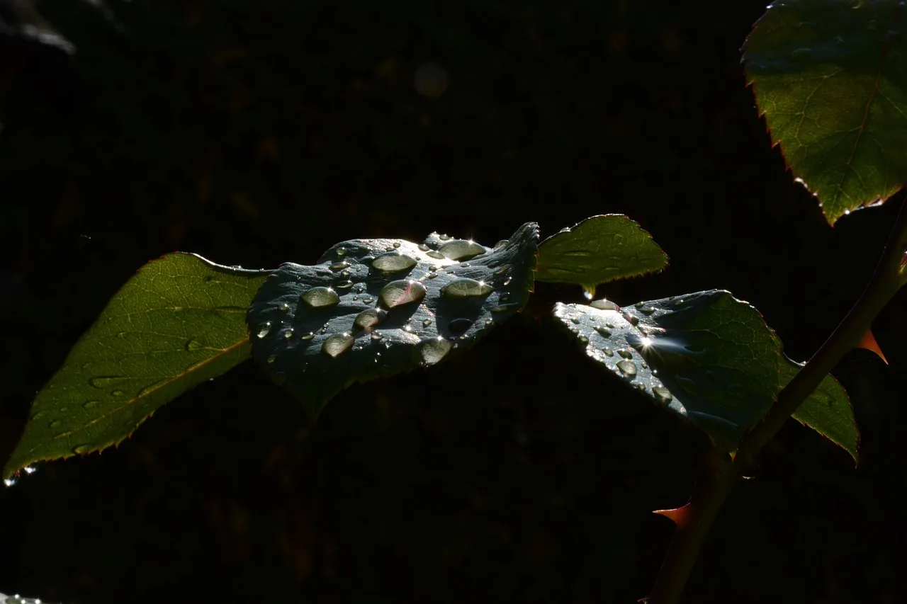 Çiçek damlası makro fotoğrafı - detaylı doğa