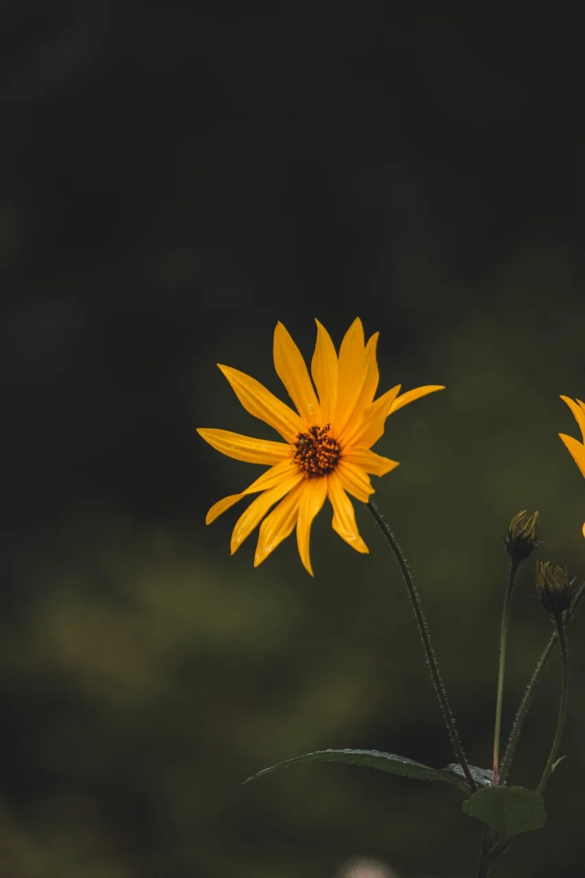 Çiçek yapraklarının doğal detay fotoğrafı