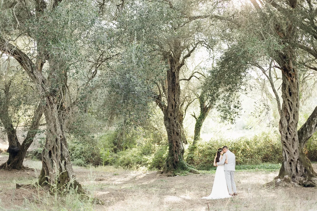 Çiftler için romantik zeytinlik orman fotoğrafı