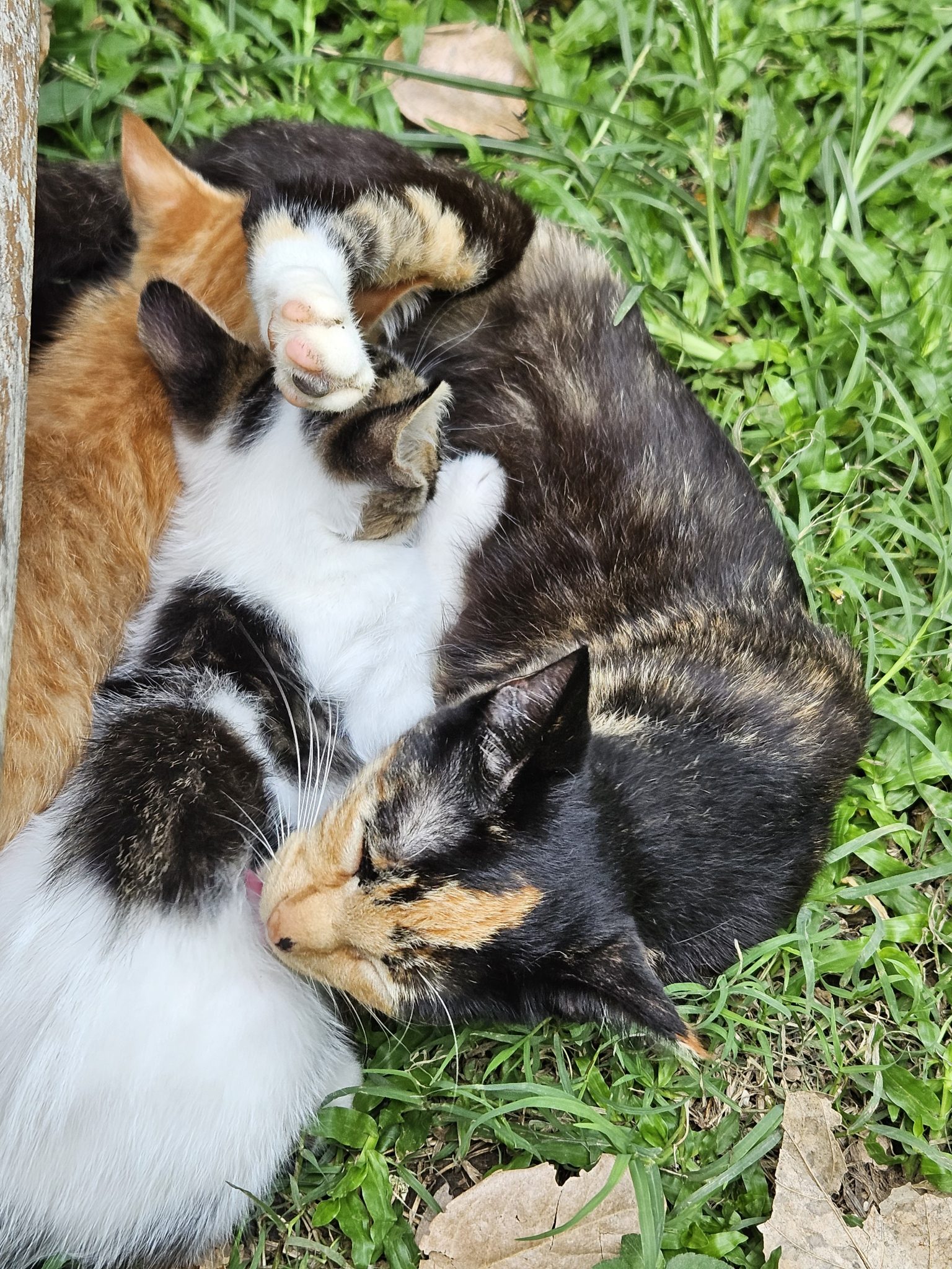 Çimenlerde Kucak Kucağa Uyuyan Üç Kedi: Anne ve Yavruların Sıcacık Anı