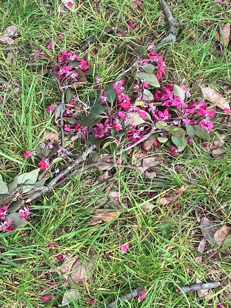 Çimenlerin Üzerine Serilmiş Pembe Bahar Çiçekleri ve Doğal Detaylar