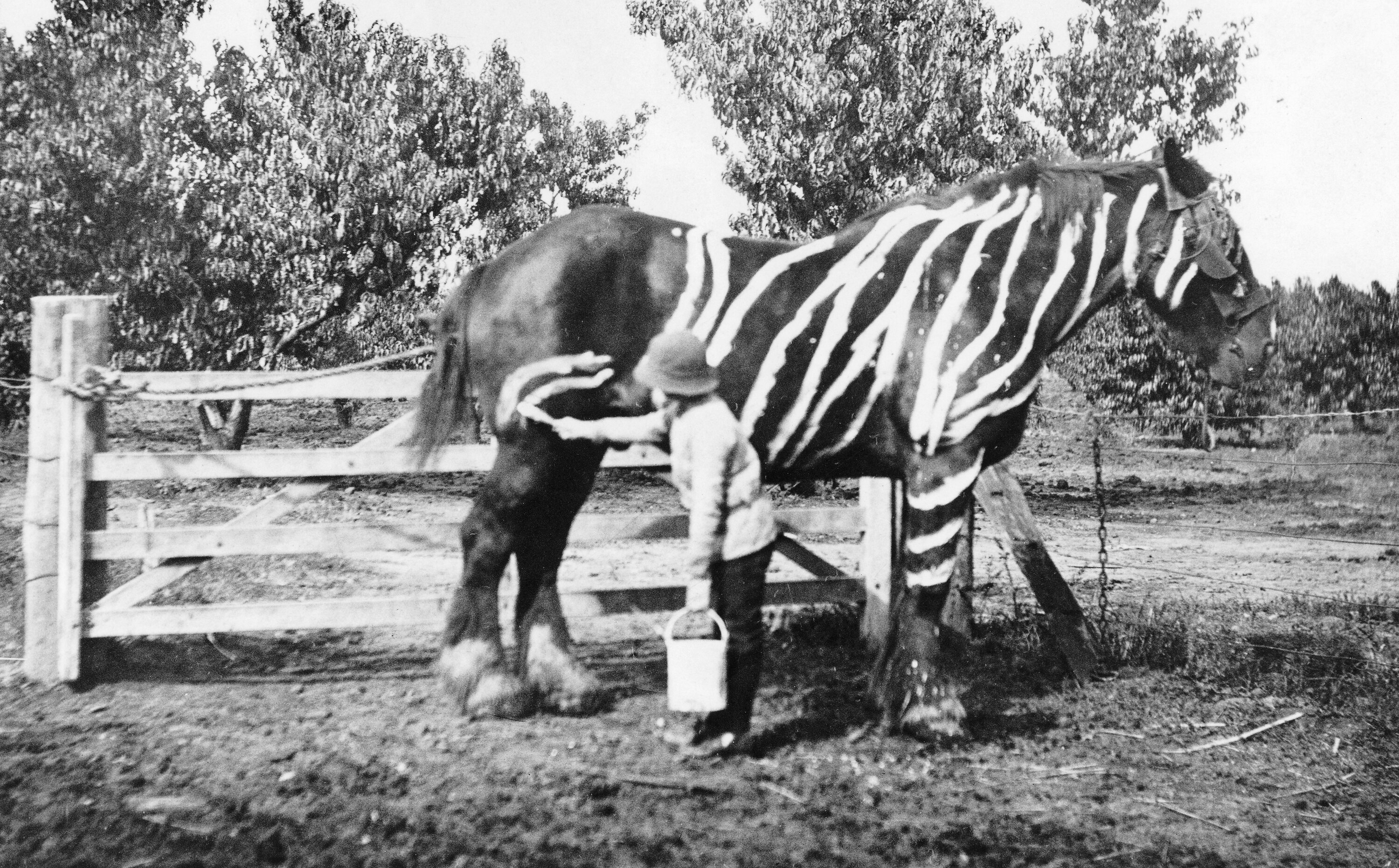 Çocuğun büyük atı zebra gibi boyadığı ilginç siyah beyaz tarihi fotoğraf