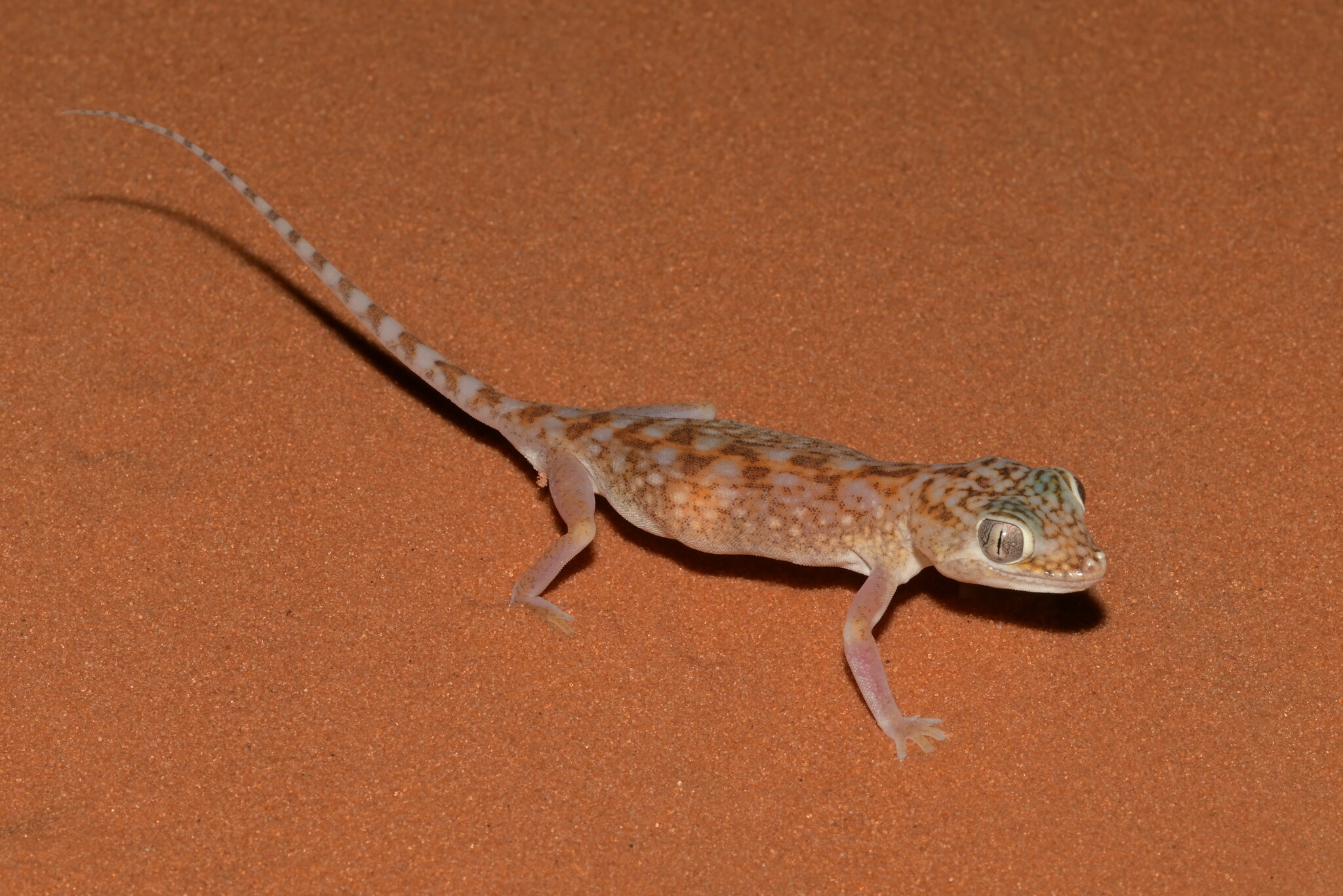 Çöl Gecesinde İri Gözlü Benekli Gecko: Kumlar Üstündeki Egzotik Sürüngen