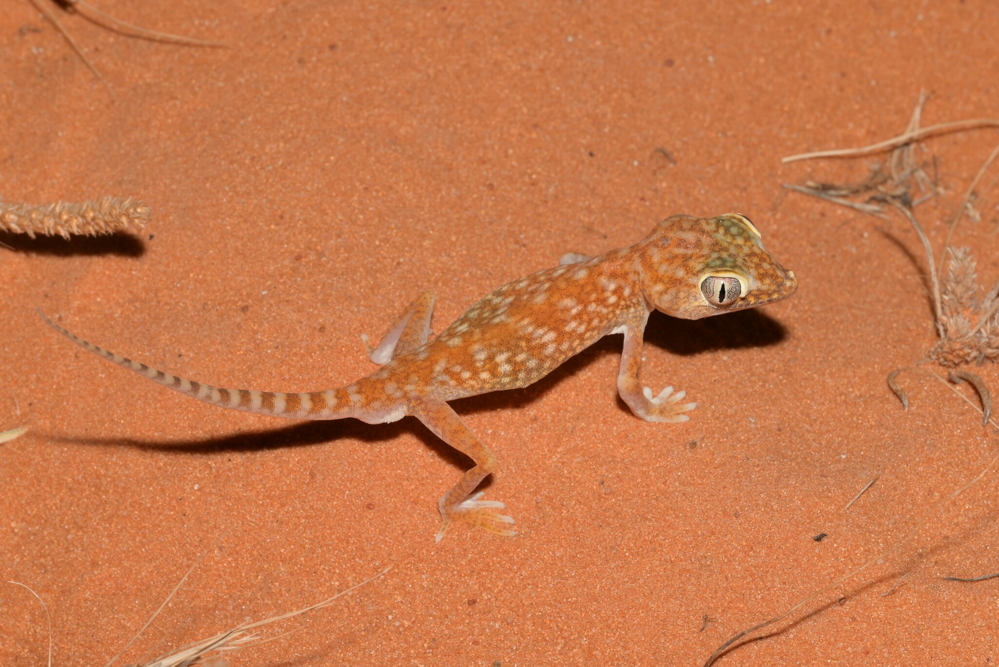 Çöl gecko kertenkelesi kızıl kumlar üzerinde yürürken yakından görüntülendi
