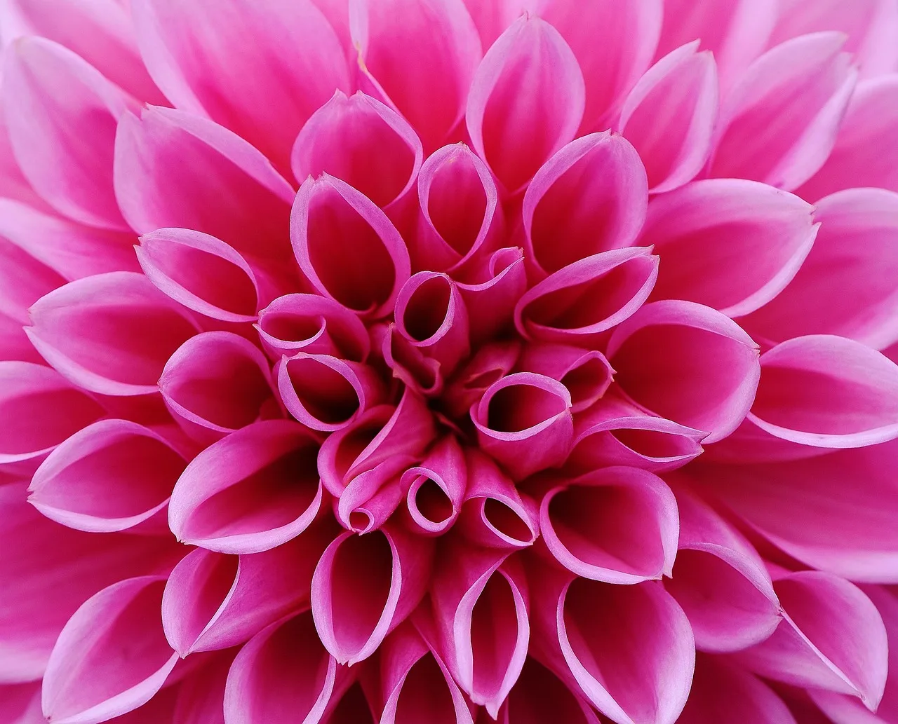 Dahlia çiçeği bahçesi - renkli sonbahar çiçeği