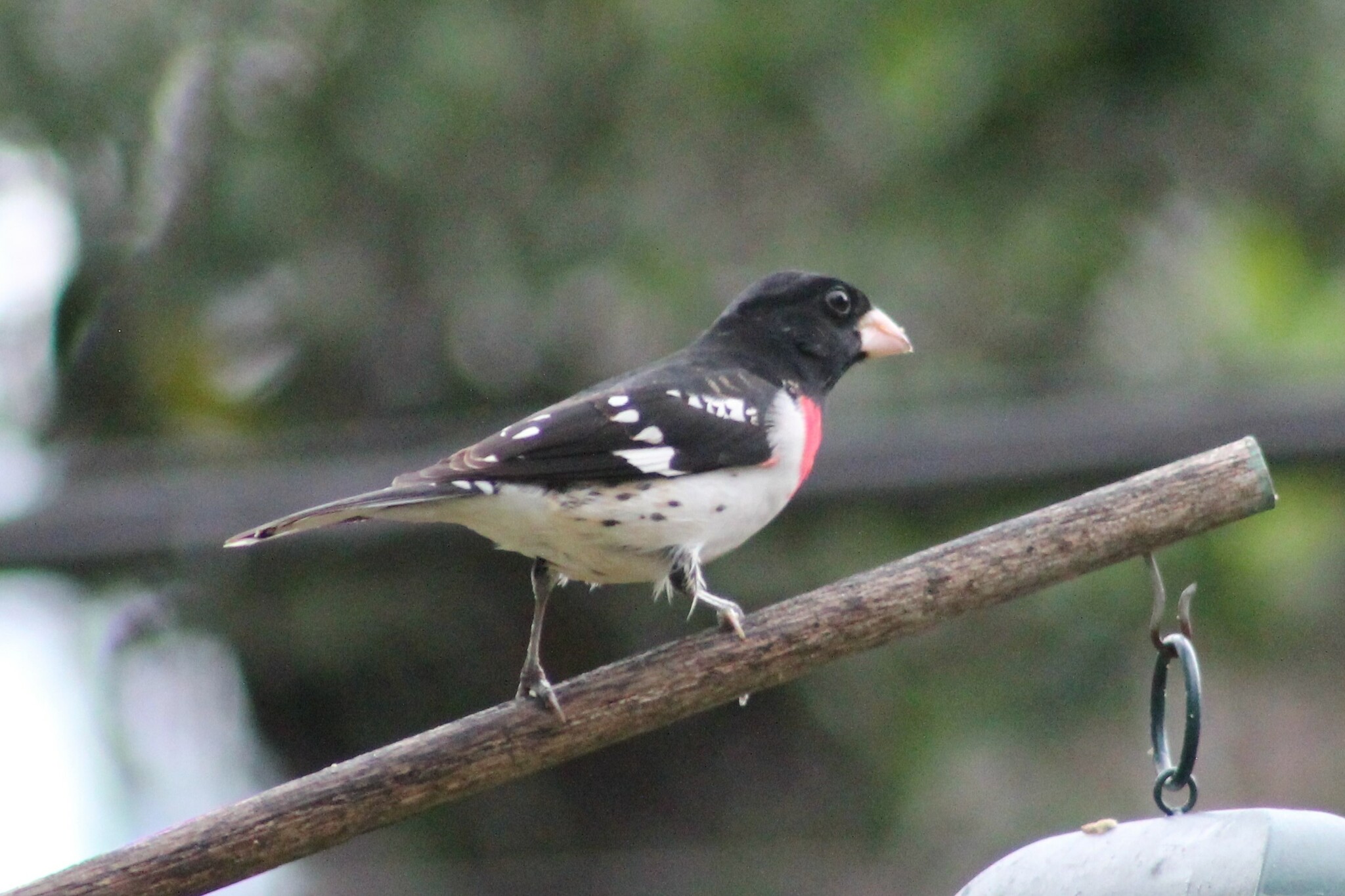 Dalda Tünemiş Kırmızı Göğüslü Grosbeak ve Yumuşak Yeşil Arka Plan