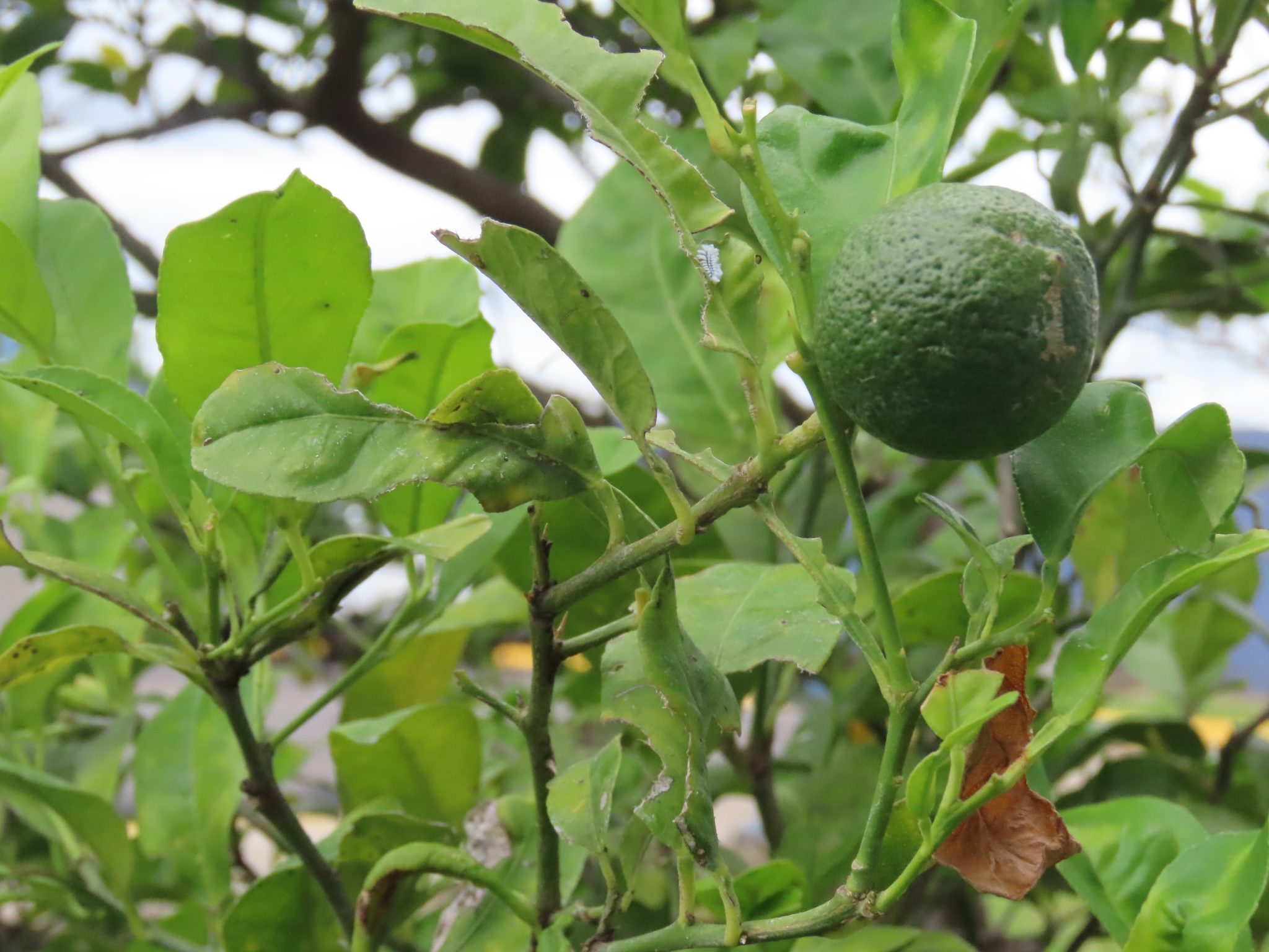 Dalında asılı duran olgunlaşmamış yeşil limon ve yaprakları bahçe görüntüsü