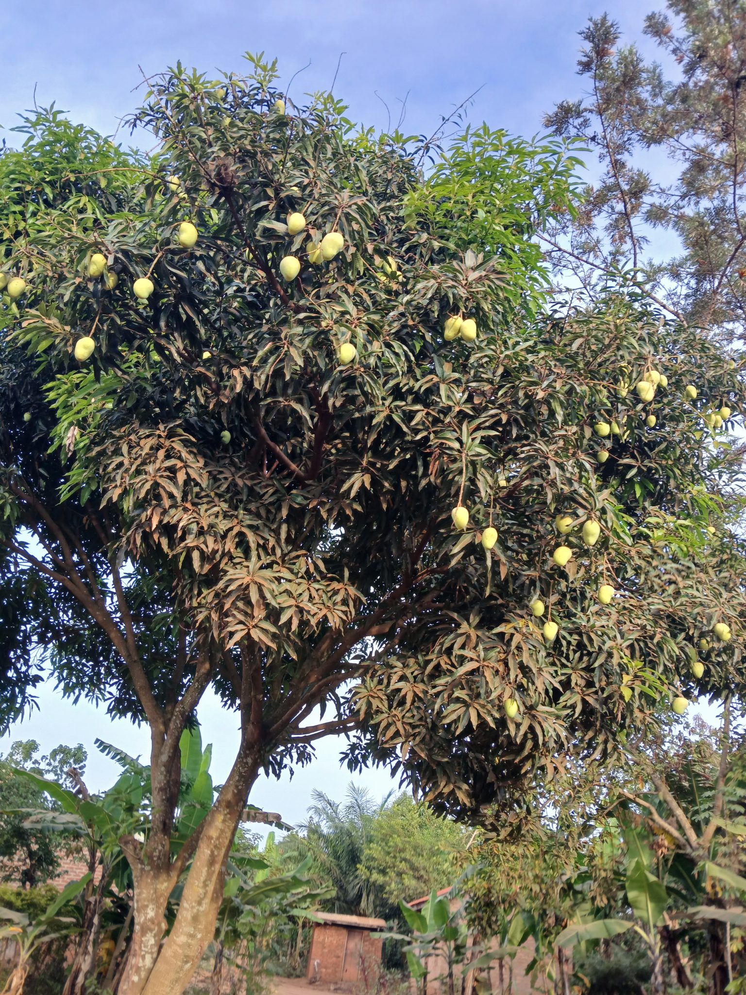 Dallarında Olgunlaşan Mango Meyveleriyle Dolu Tropik Ağaç ve Bahçe Manzarası
