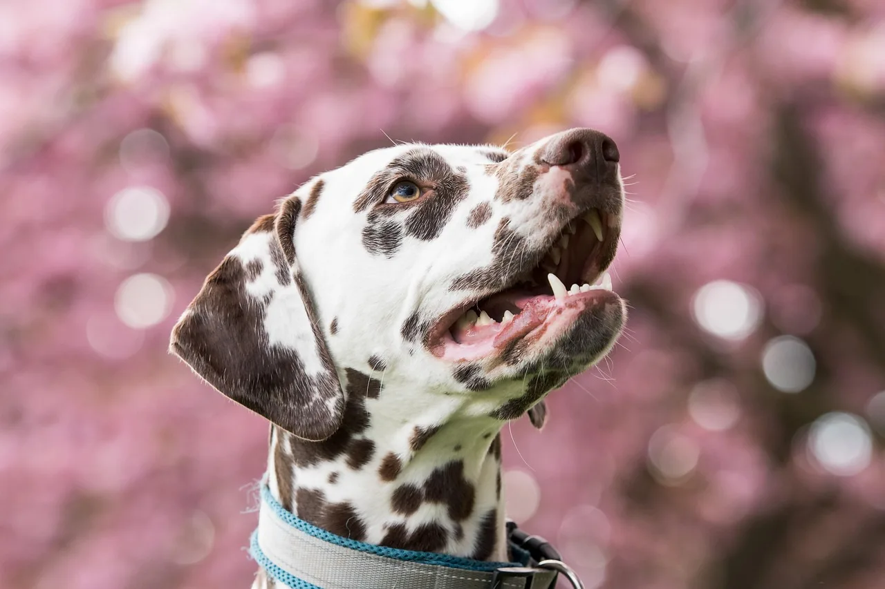 Dalmaçyalı köpek yakın plan portresi - sevimli evcil hayvan