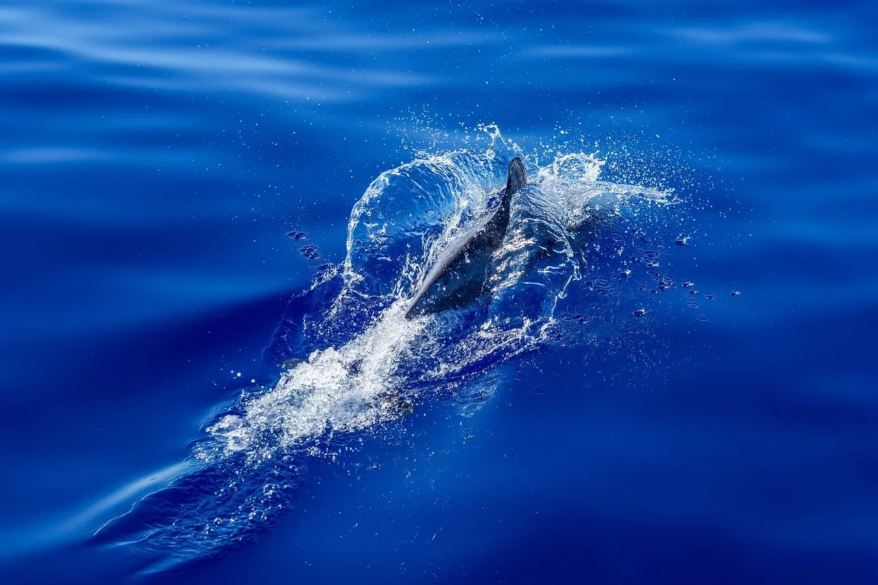 Delfin su sıçraması dalga üstünde - hareketli deniz