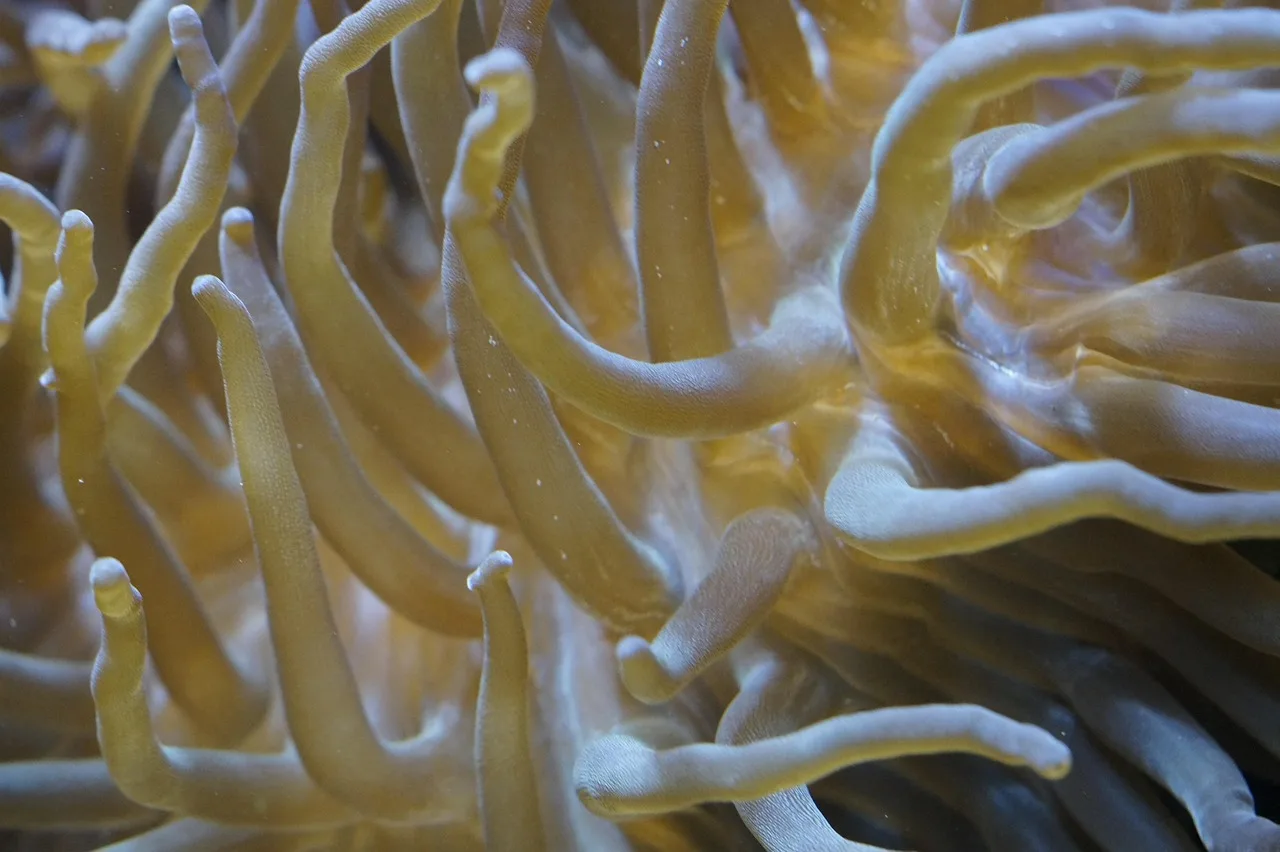 Deniz anemonları ve su altı dünyası - egzotik deniz canlıları