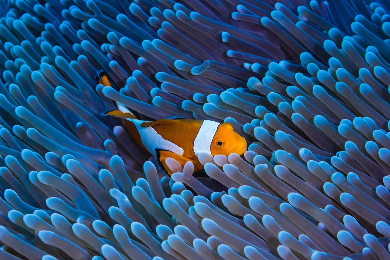 Deniz anemonlu balık fotoğrafı - su altı manzara