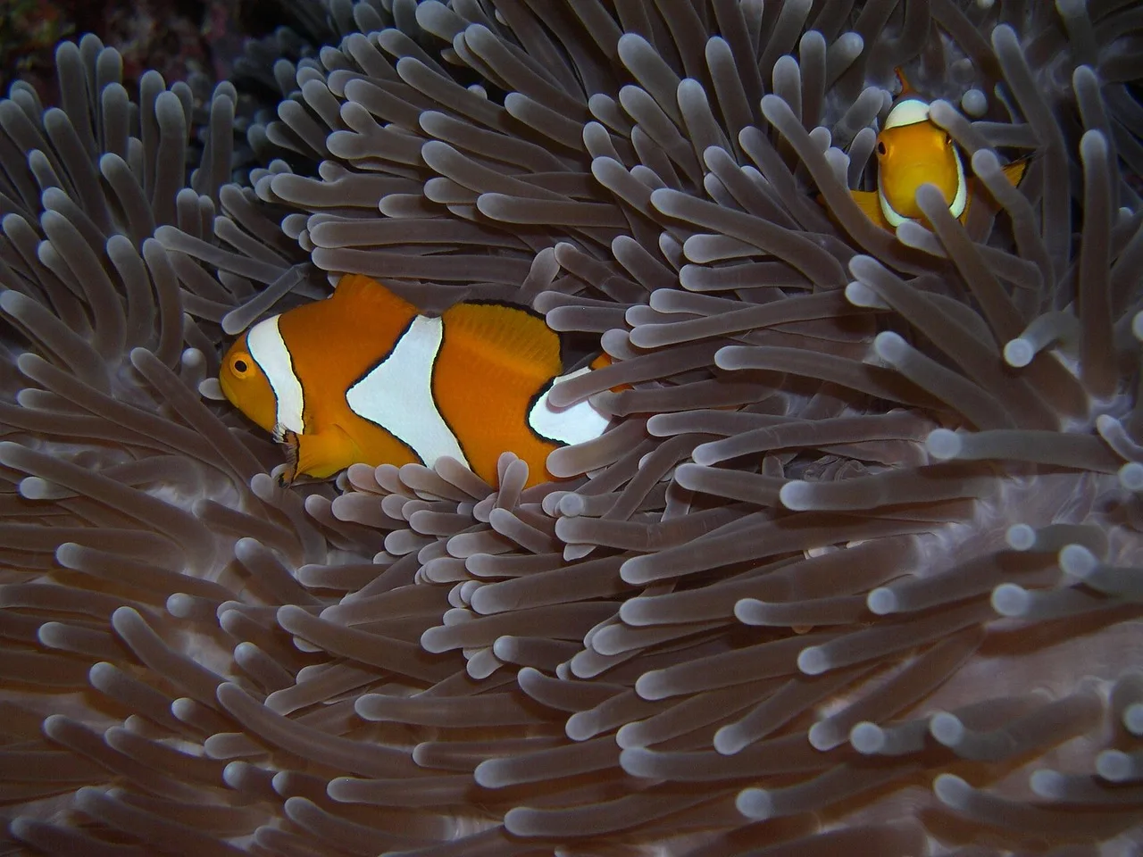 deniz anemonu balığı sulawesi su altı fotoğrafı