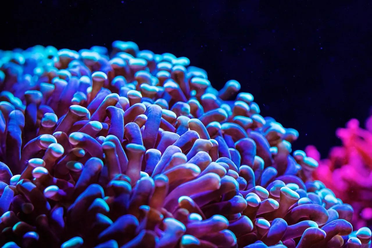 Deniz anemonu mercan kayalığı sualtı fotoğrafı