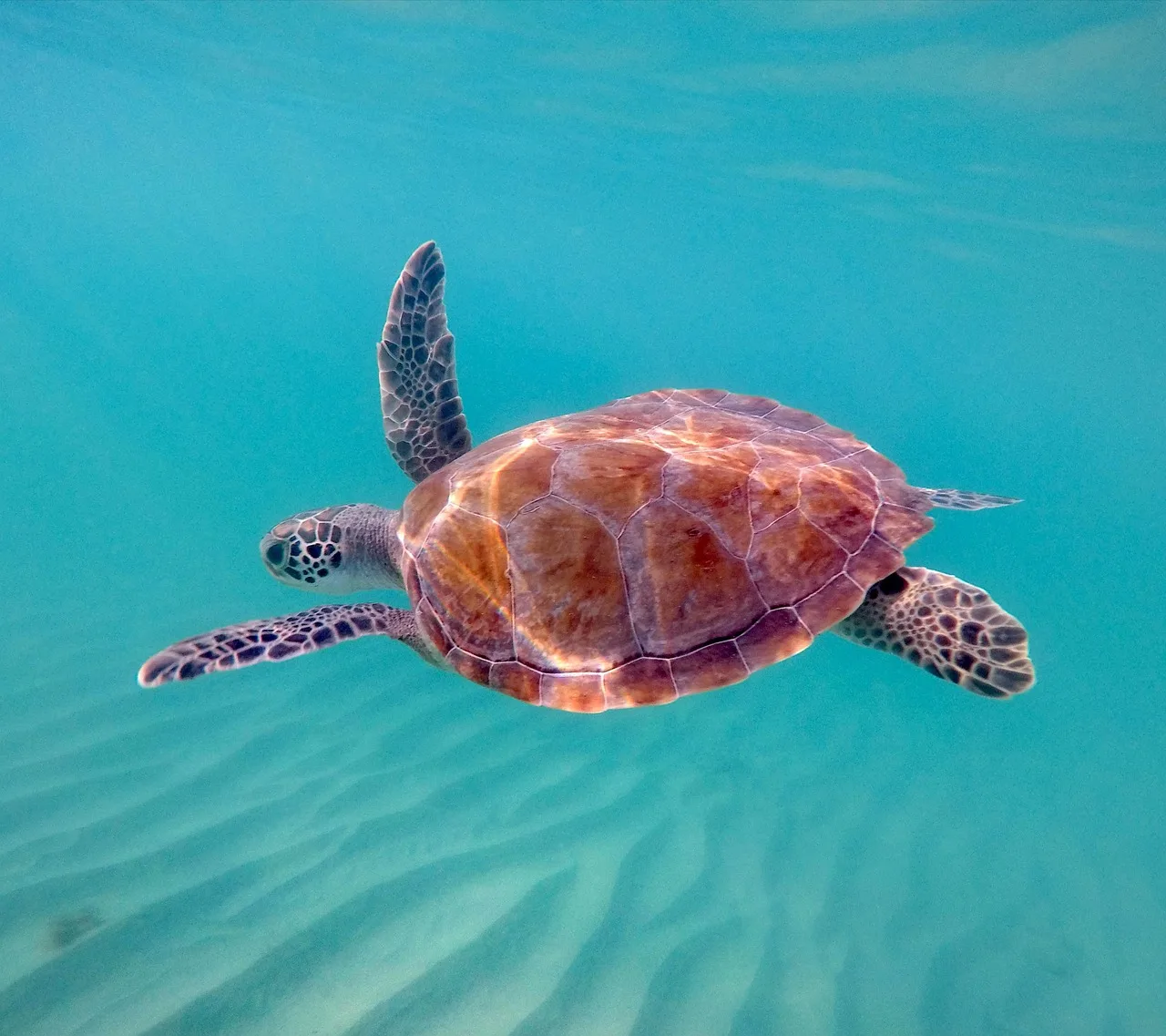 Deniz kaplumbağası su altında yüzüyor - dalış fotoğrafı