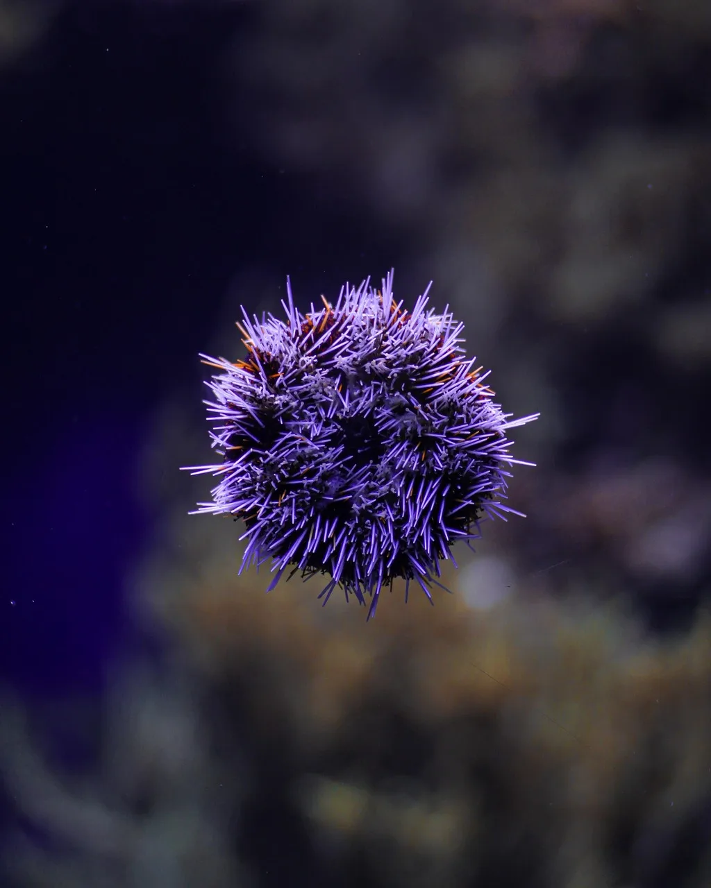 Deniz kestanesi akvaryum detayı - deniz canlıları fotoğrafı