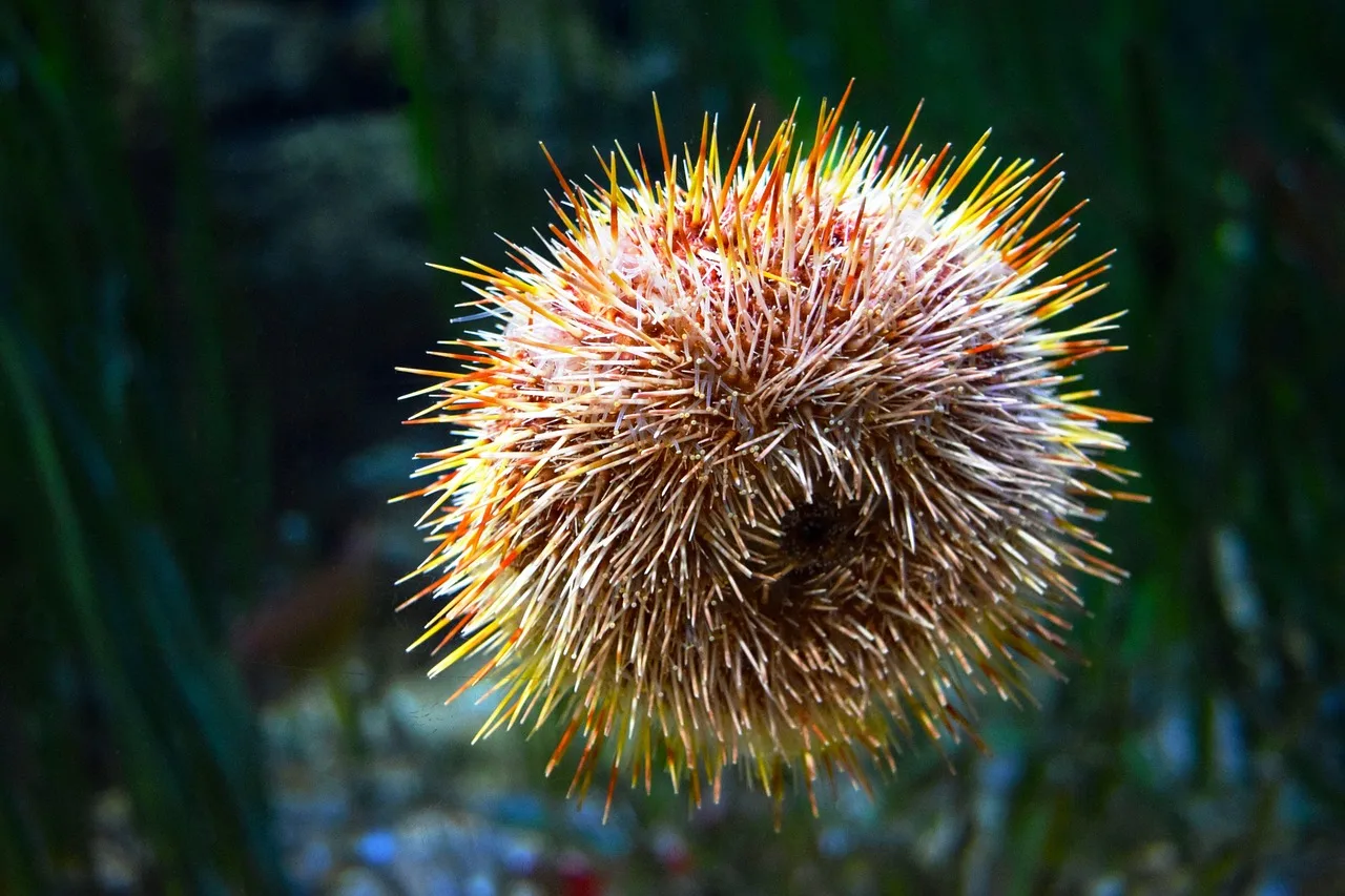 Deniz kestanesi su altı fotoğrafı - okyanus canlısı