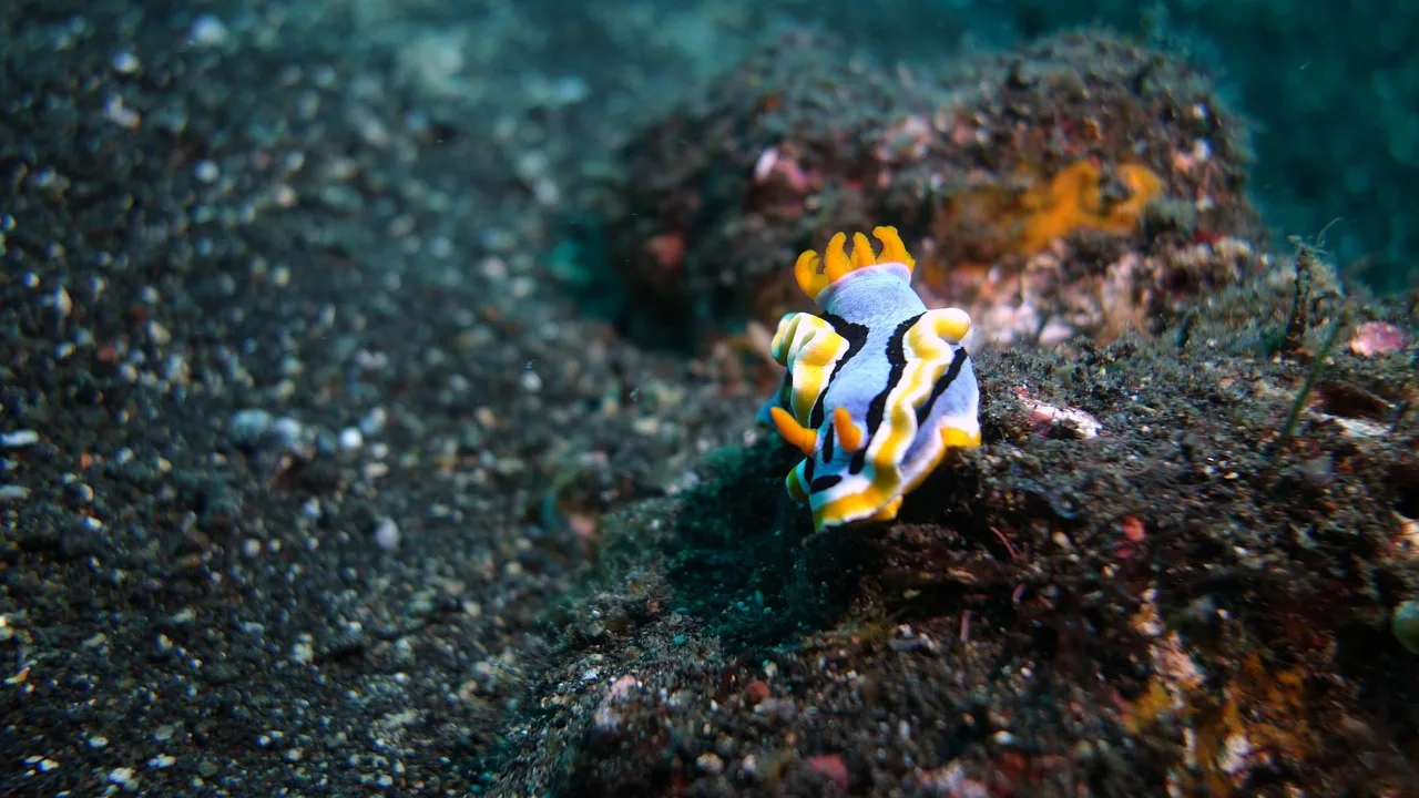 Deniz salyangozu Bali sularında - renkli denizaltı