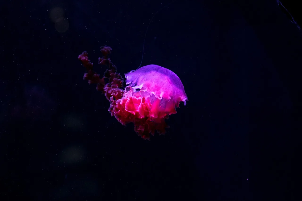 Denizanası sualtı derin doğa fotoğrafı