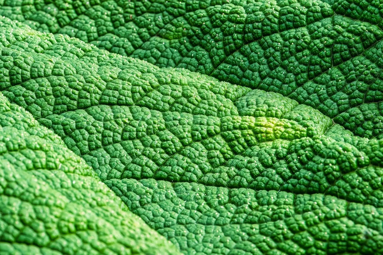 Dev gunnera yaprağı doku fotoğrafı - tropikal bitki
