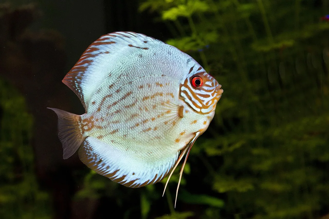 Discus balığı akvaryumda yüzüyor