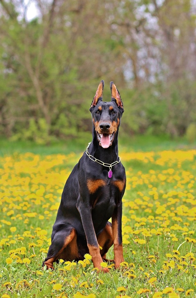 Doberman Köpeği Sarı Çiçeklerle Kaplı Bahar Çimenlerinde Oturuyor